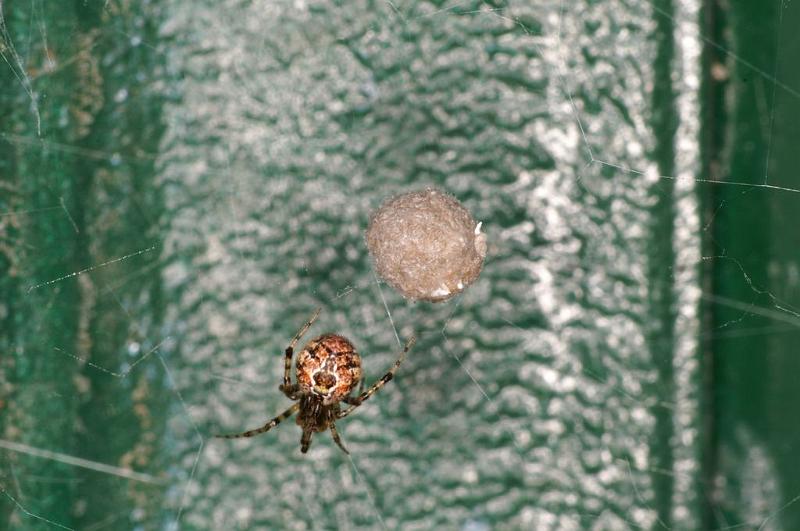 Cryptachaea_veruculata_D7137_Z_90_Camping near sewage_Australie.jpg